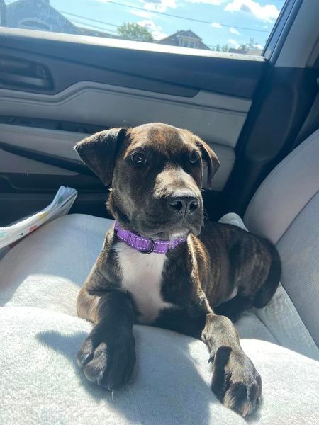 About the Celebrate Pit Bull Awareness Month campaign on Bonfire 5