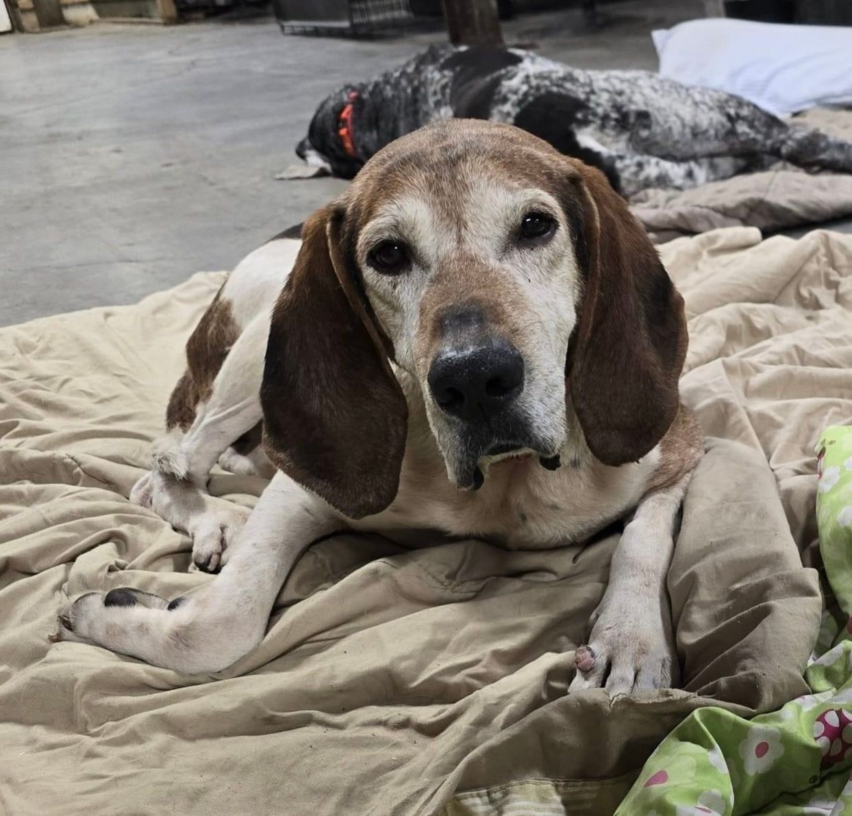 About the Misfit Hounds Black Flag campaign on Bonfire 2