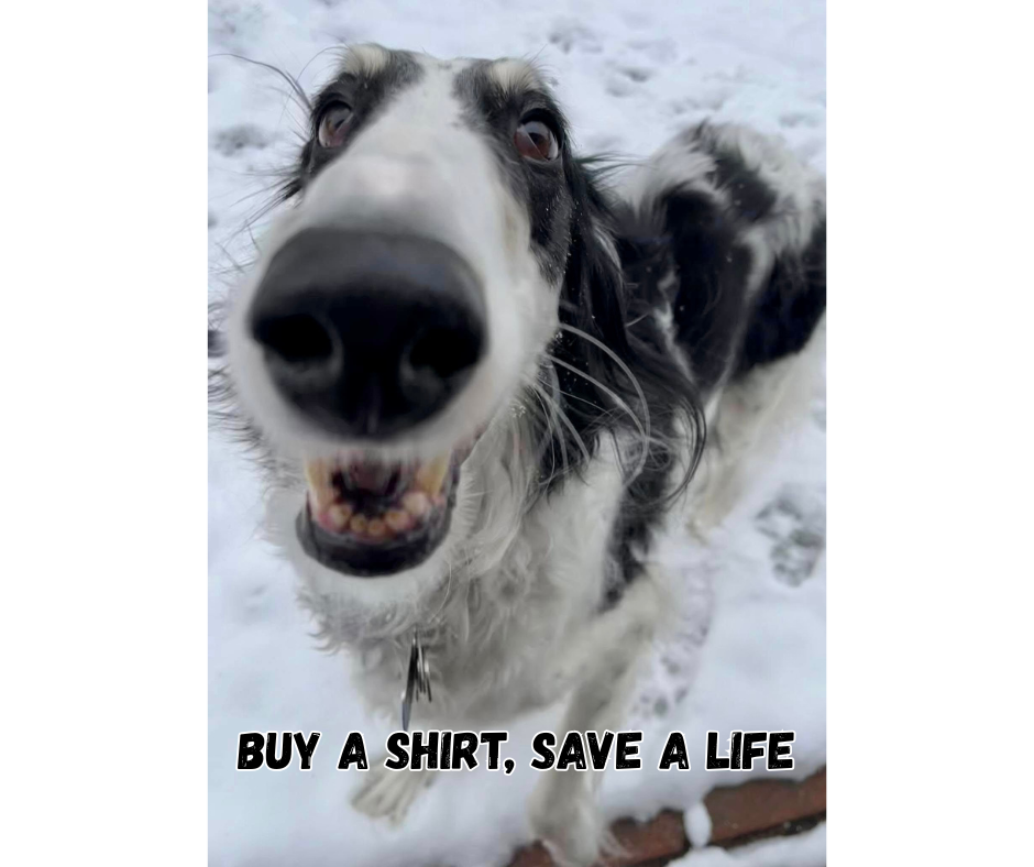 About the Winter Wonder Zoiland campaign on Bonfire 3