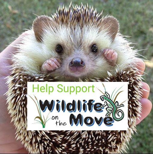 About the GOIN' WILD Winter Wear - Rufus the Opossum campaign on Bonfire 2