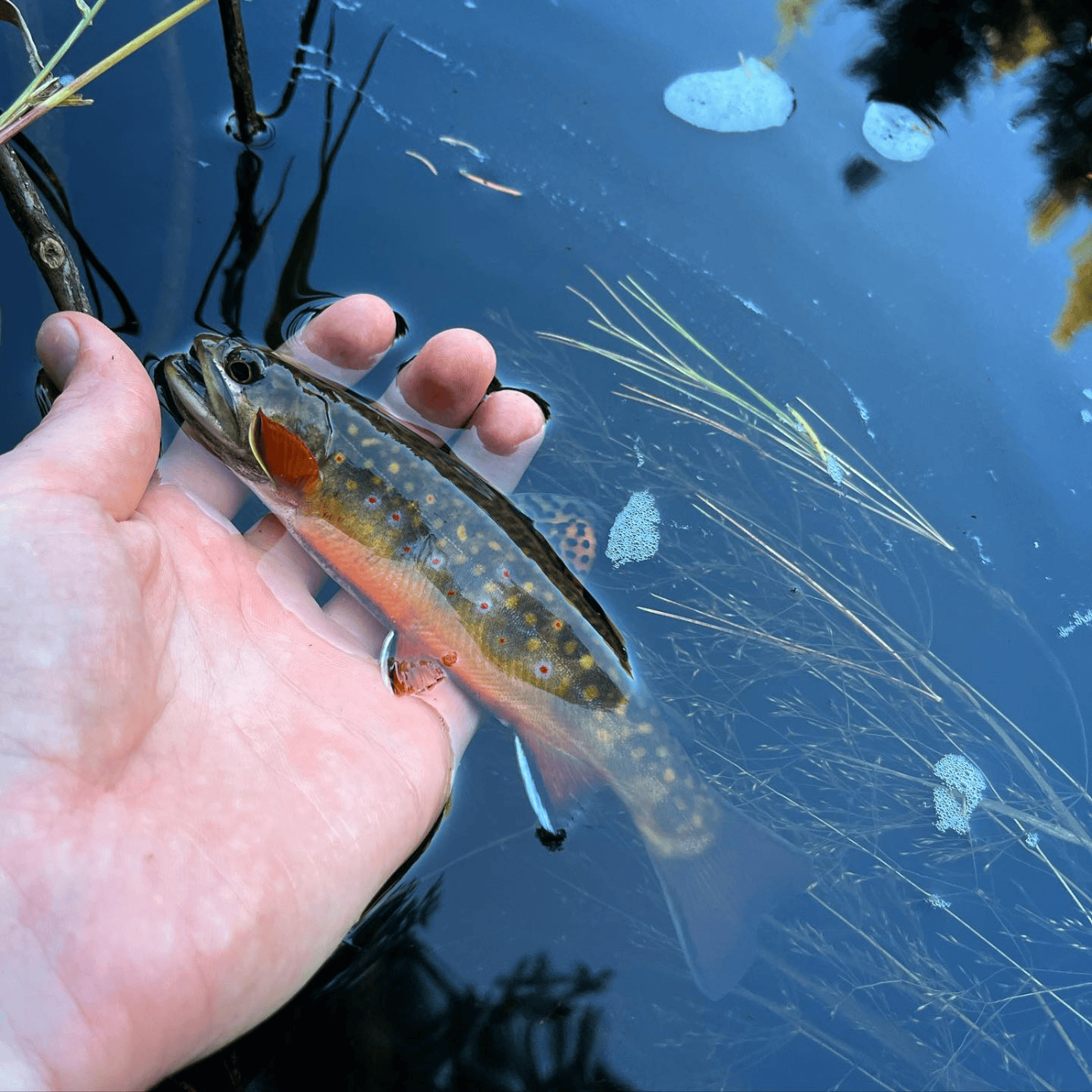 About the Trout Power Fall 2025 shirts campaign on Bonfire 3