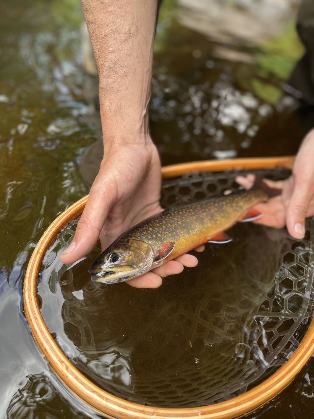 About the Trout Power Fall 2025 shirts campaign on Bonfire 2
