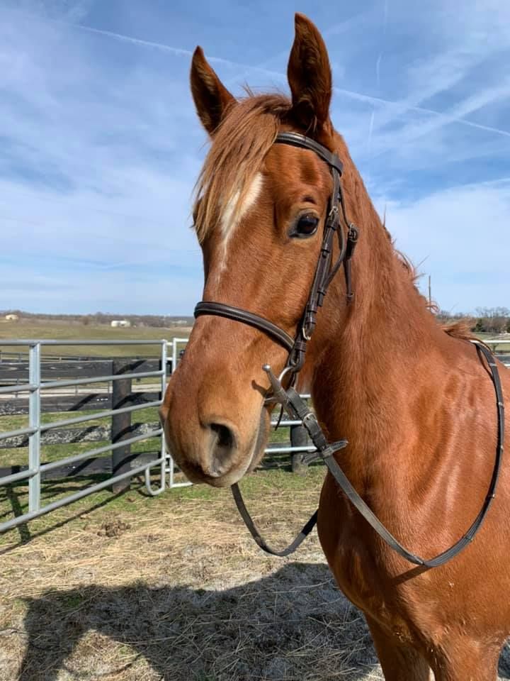 About the What Will Your Legacy Be? campaign on Bonfire 2