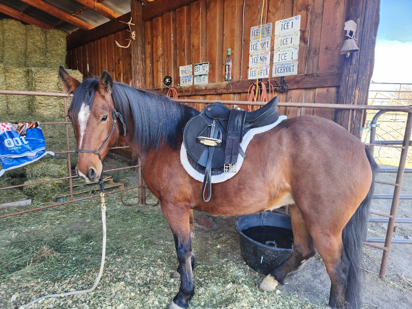 About the Help Train Wild Horses campaign on Bonfire 1