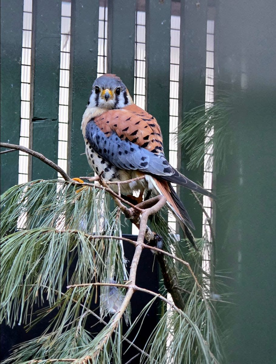 About the 4th Annual Spring Flight Fundraiser campaign on Bonfire 5