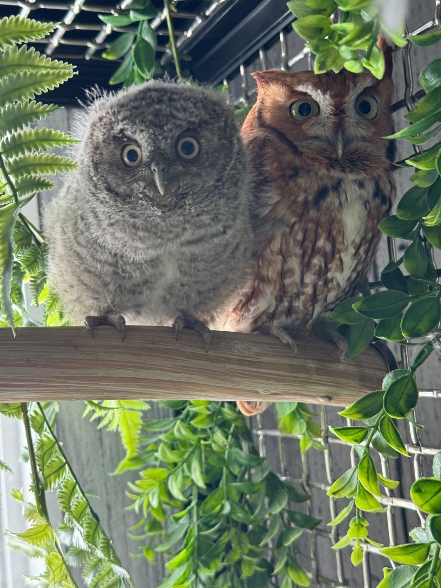 About the 4th Annual Spring Flight Fundraiser campaign on Bonfire 4