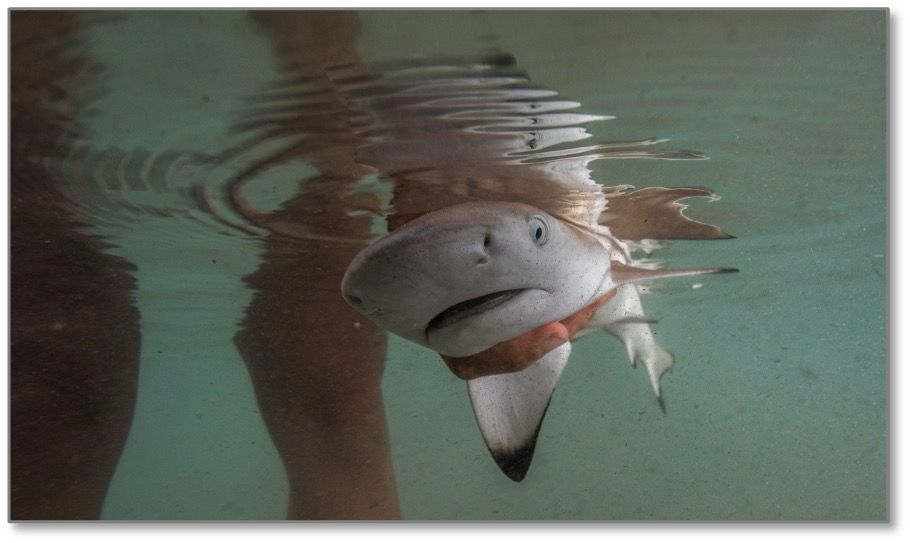 About the Science for sharks, resilience for reefs campaign on Bonfire 4