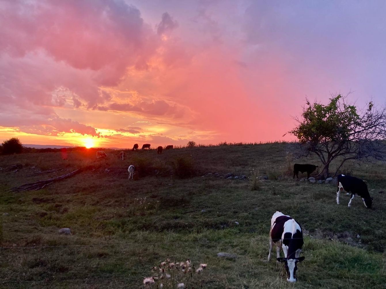 About the Schoharie Creek Sanctuary campaign on Bonfire 2