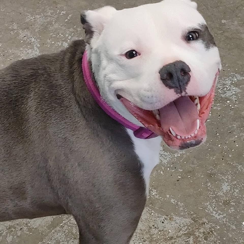 About the Risen From the Ashes - Stay Strong campaign on Bonfire 7