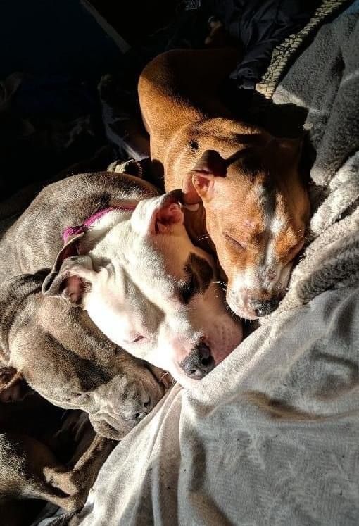 About the Risen From the Ashes - Stay Strong campaign on Bonfire 8