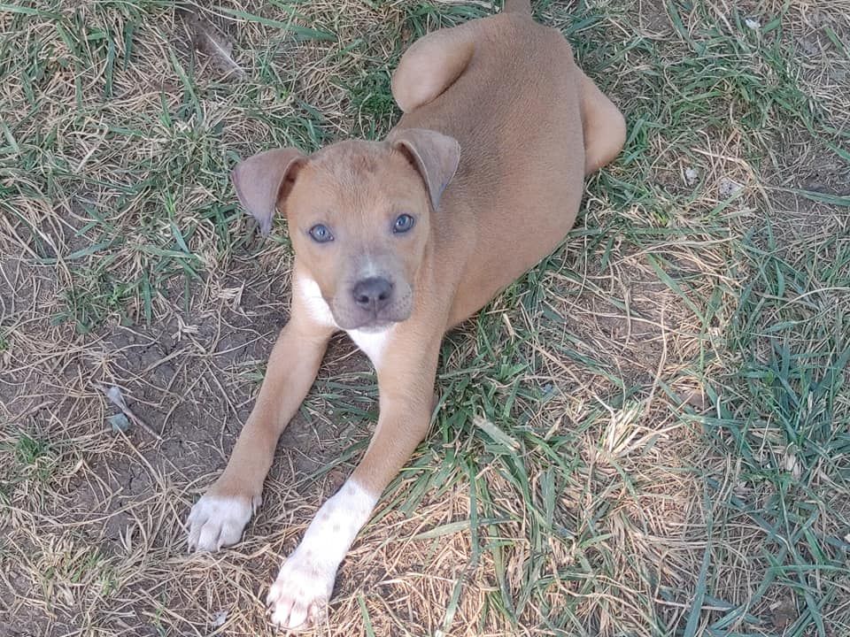 About the Risen From the Ashes - Stay Strong campaign on Bonfire 4