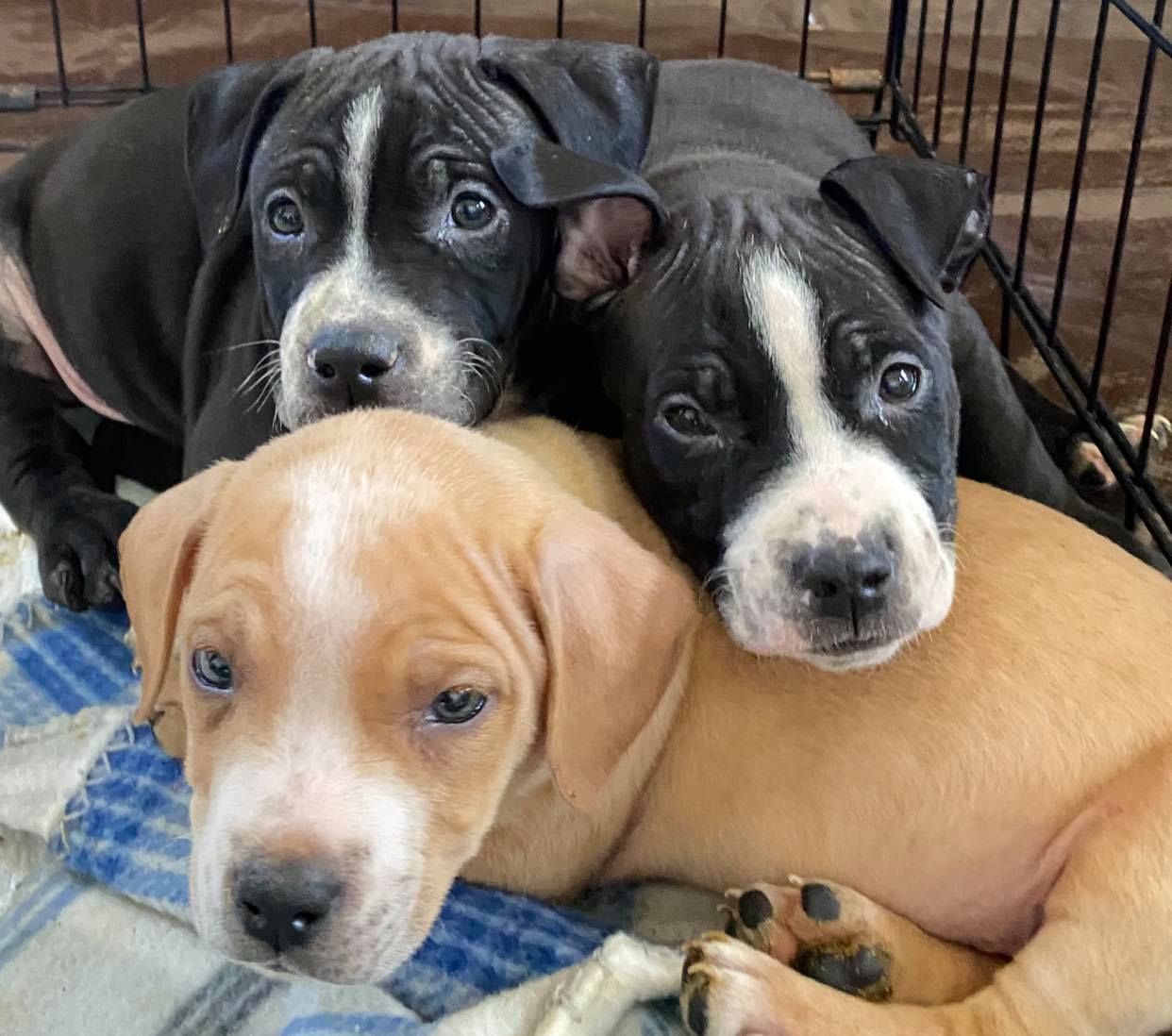 About the Risen From the Ashes - Stay Strong campaign on Bonfire 2