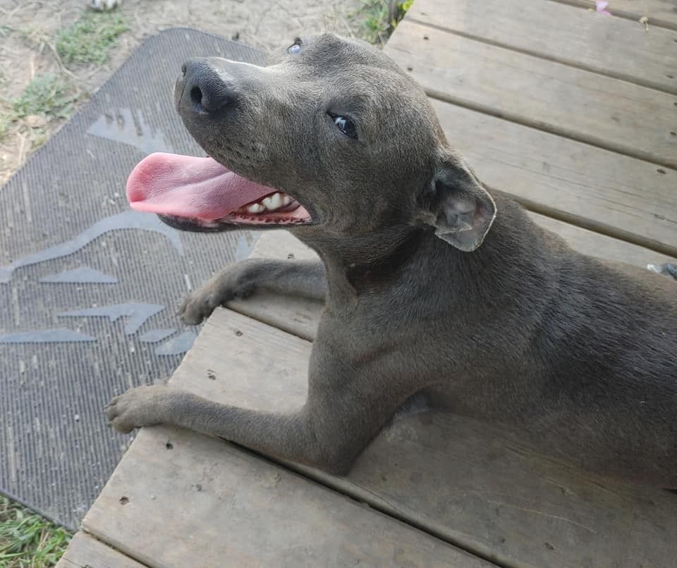 About the Risen From the Ashes - Stay Strong campaign on Bonfire 3