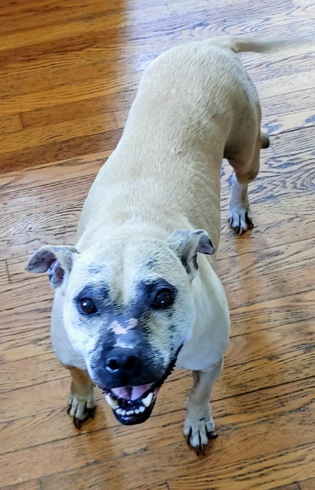 About the Risen From the Ashes - Stay Strong campaign on Bonfire 5