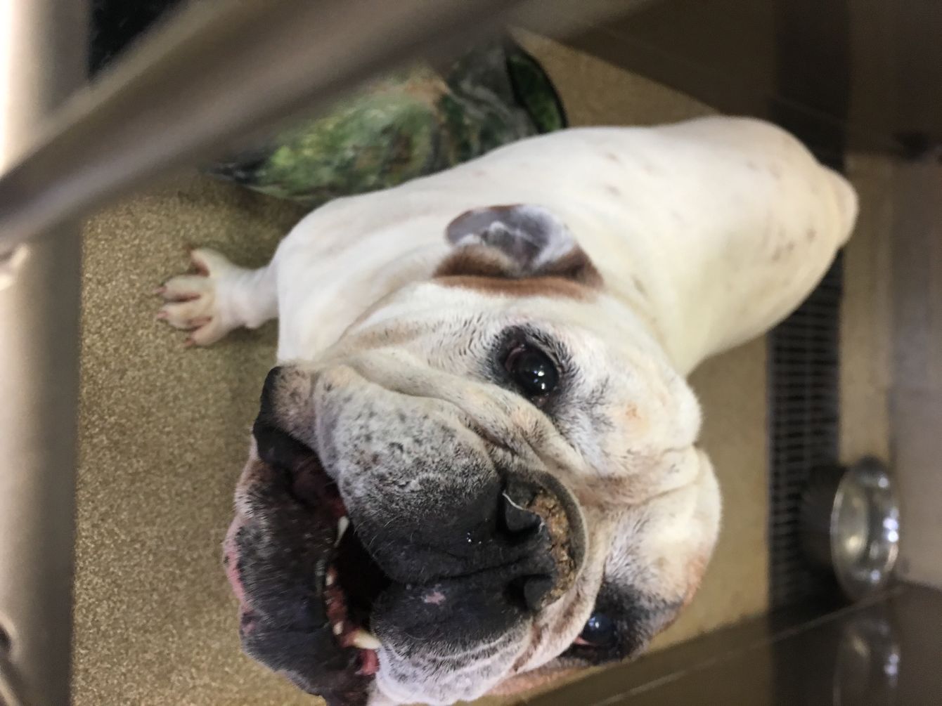 About the Law N Paws campaign on Bonfire 2