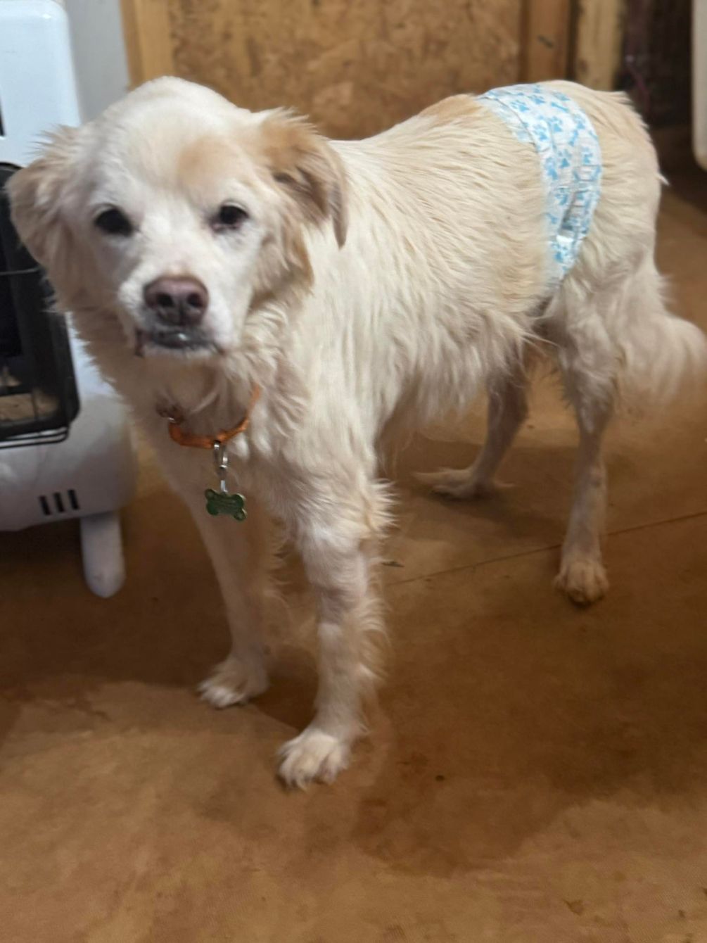 About the You're Never Too Old for the Tooth Fairy campaign on Bonfire 7