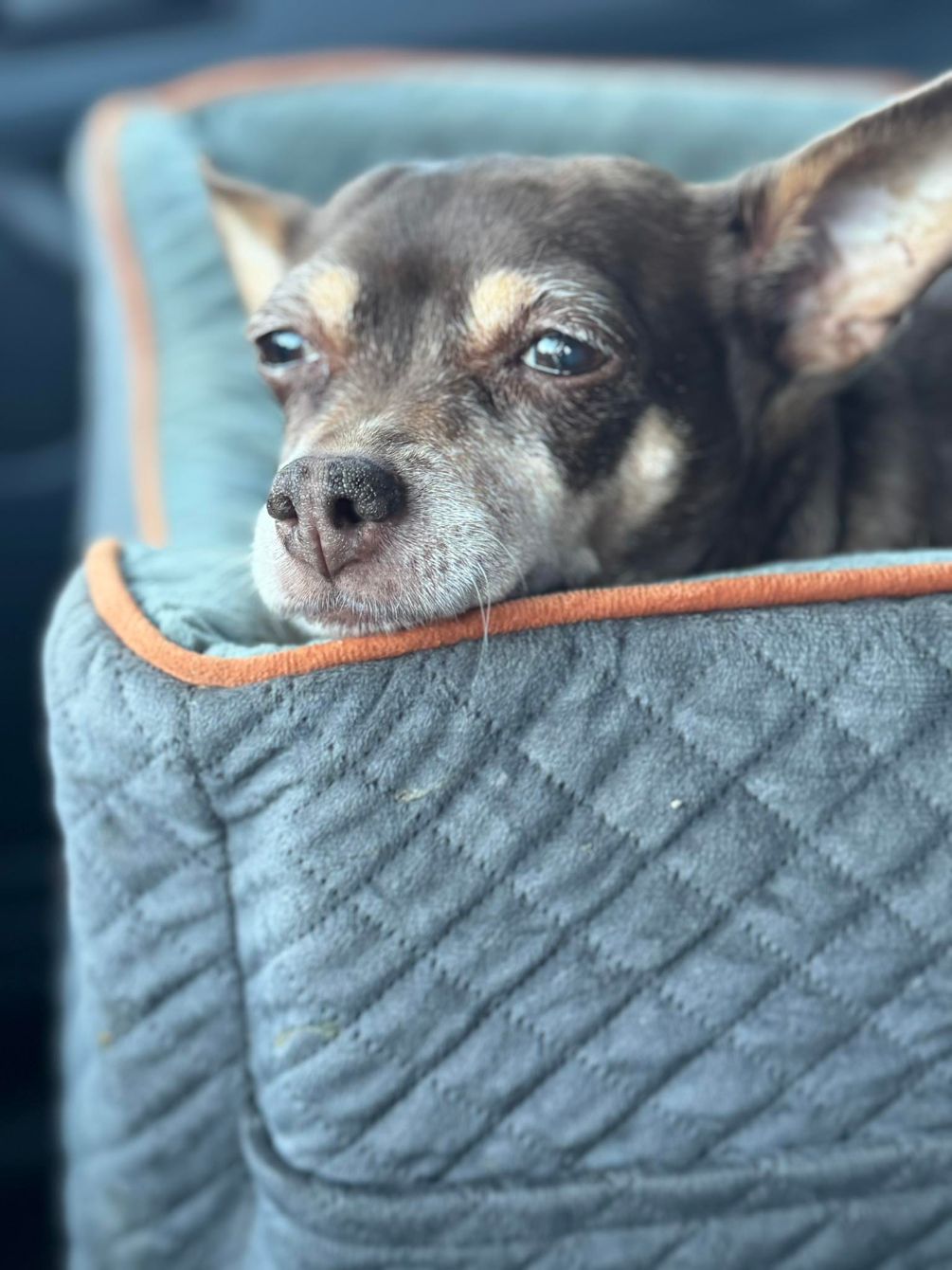 About the You're Never Too Old for the Tooth Fairy campaign on Bonfire 5