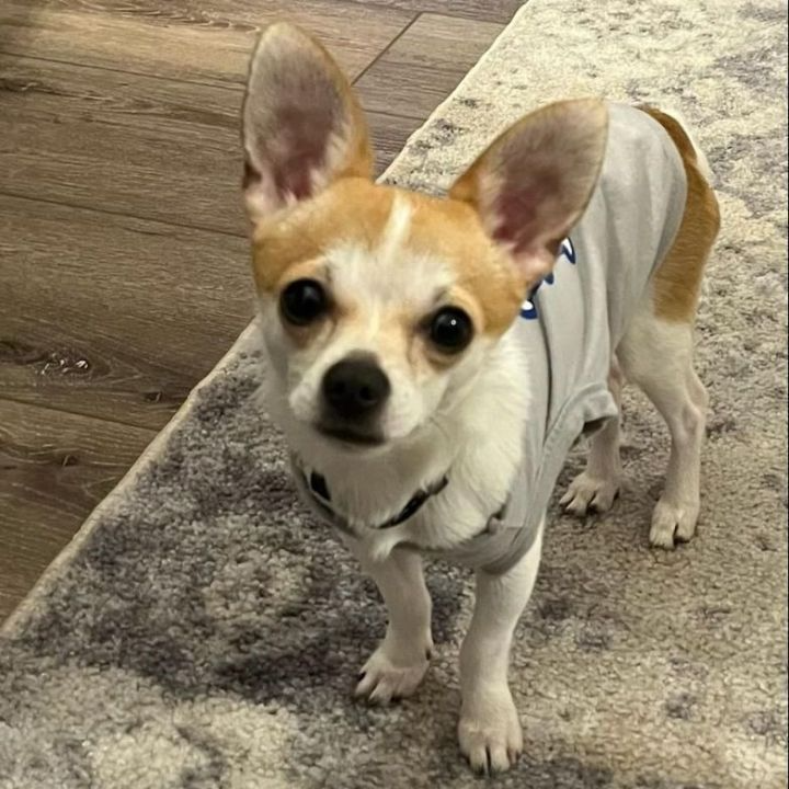 About the  campaign on Bonfire 4