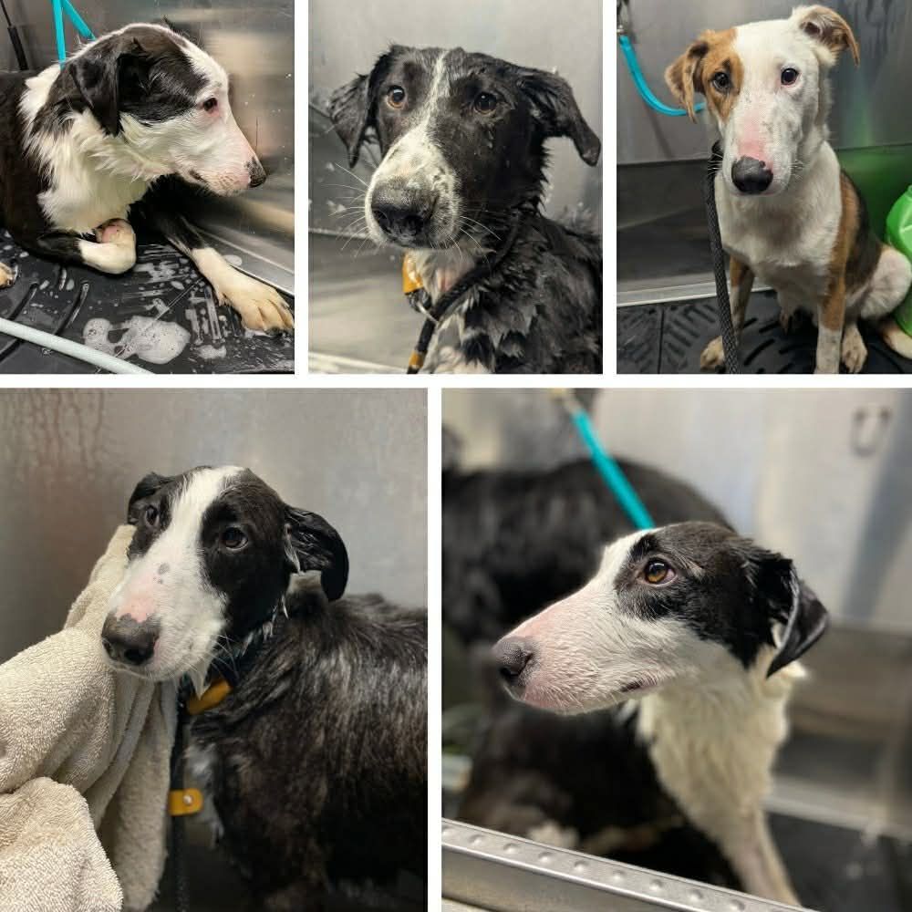 About the Grand View Canine Cares campaign on Bonfire 3