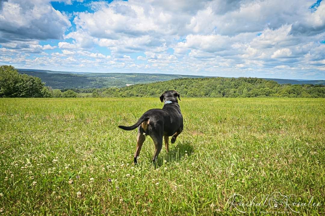 About the Grand View Canine Cares campaign on Bonfire 2