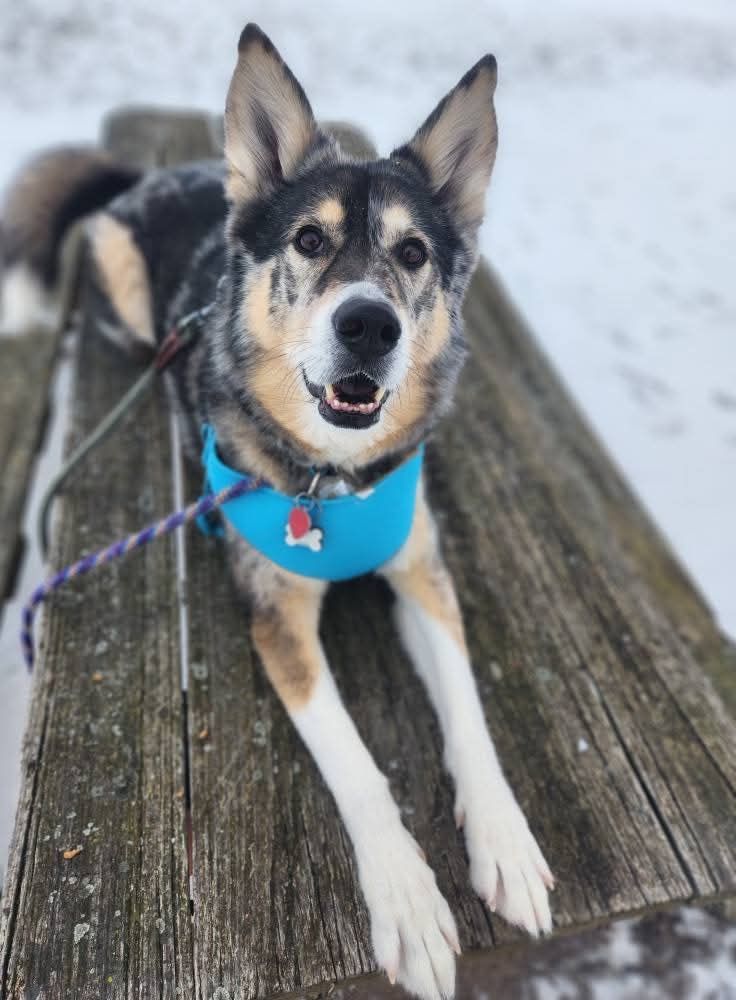 About the Grand View Canine Cares campaign on Bonfire 4