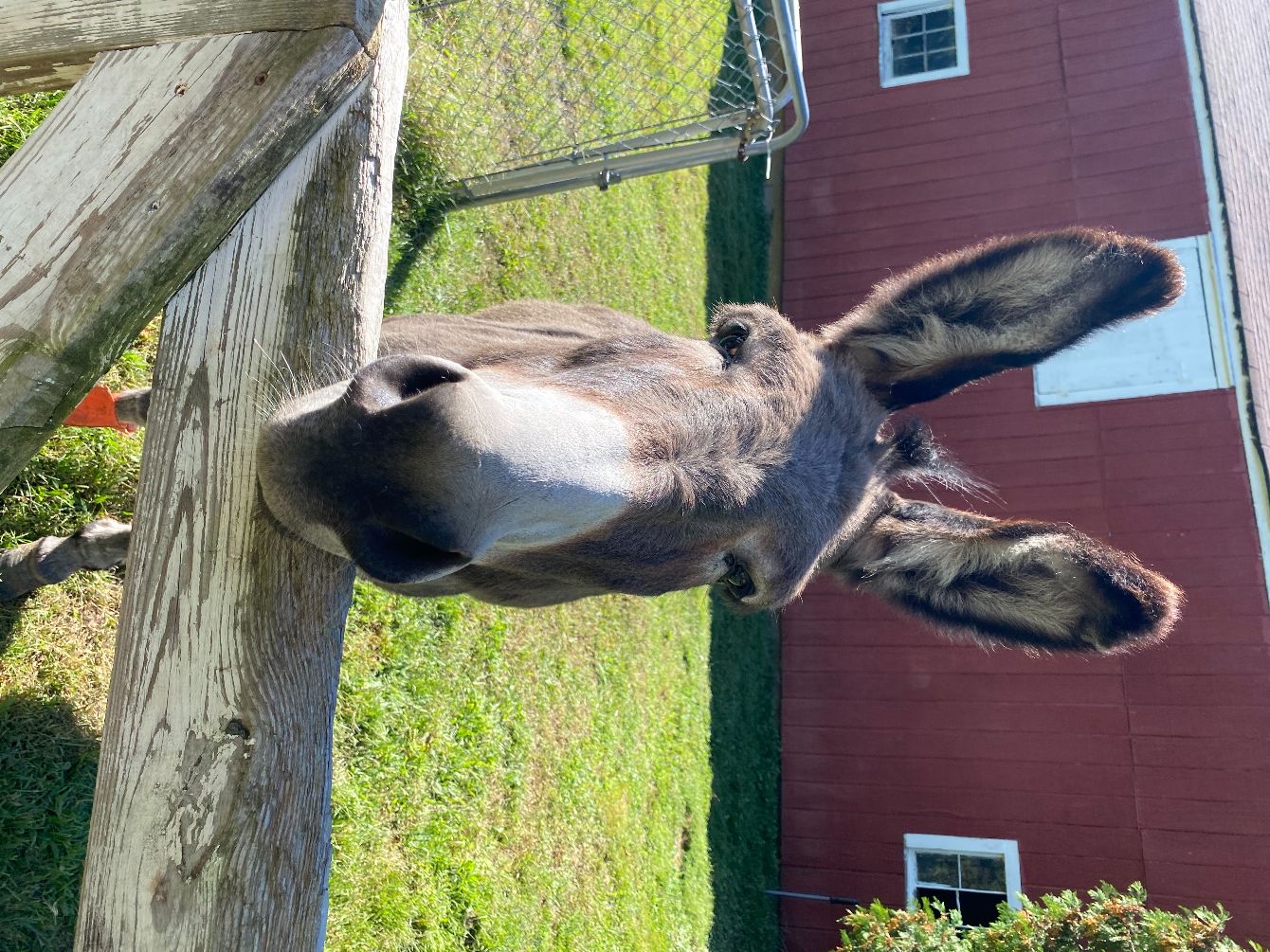 About the Freedom Farm Hoodie with New Design campaign on Bonfire 2