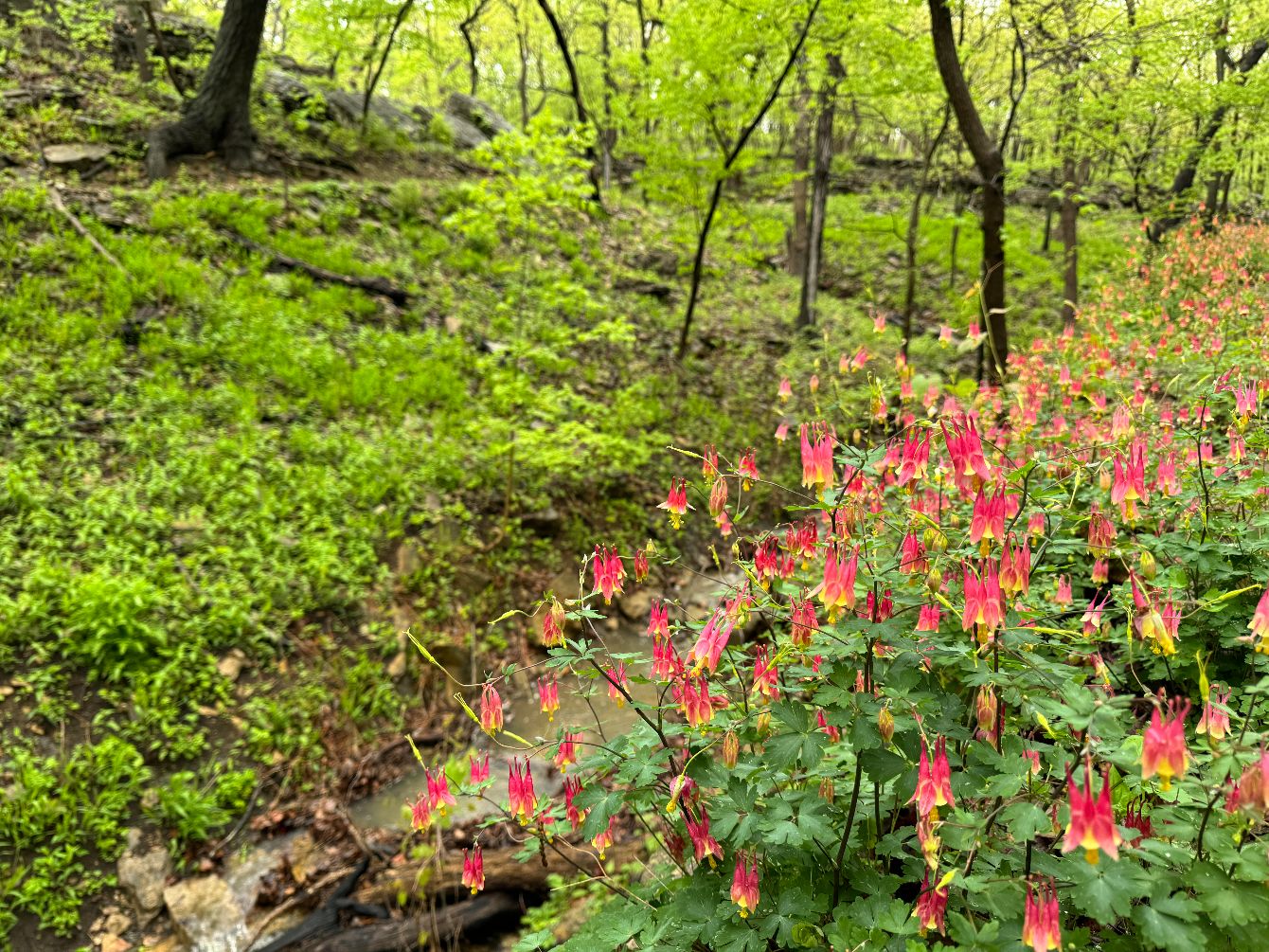 About the Kansas City WildLands Hat campaign on Bonfire 2
