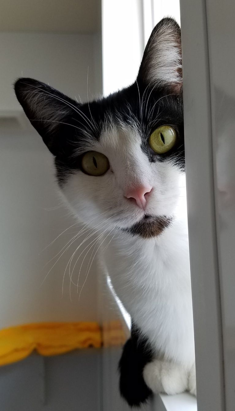 About the Support Special Needs Cats campaign on Bonfire 2