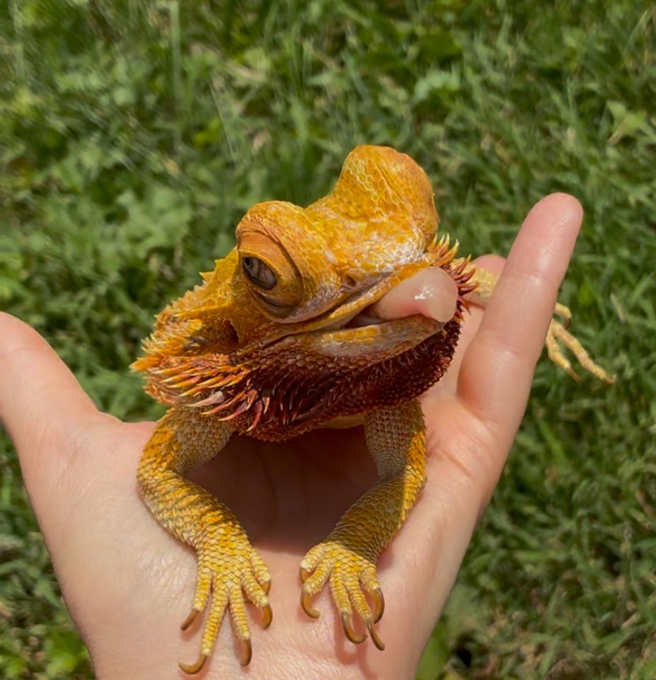 About the  campaign on Bonfire 2