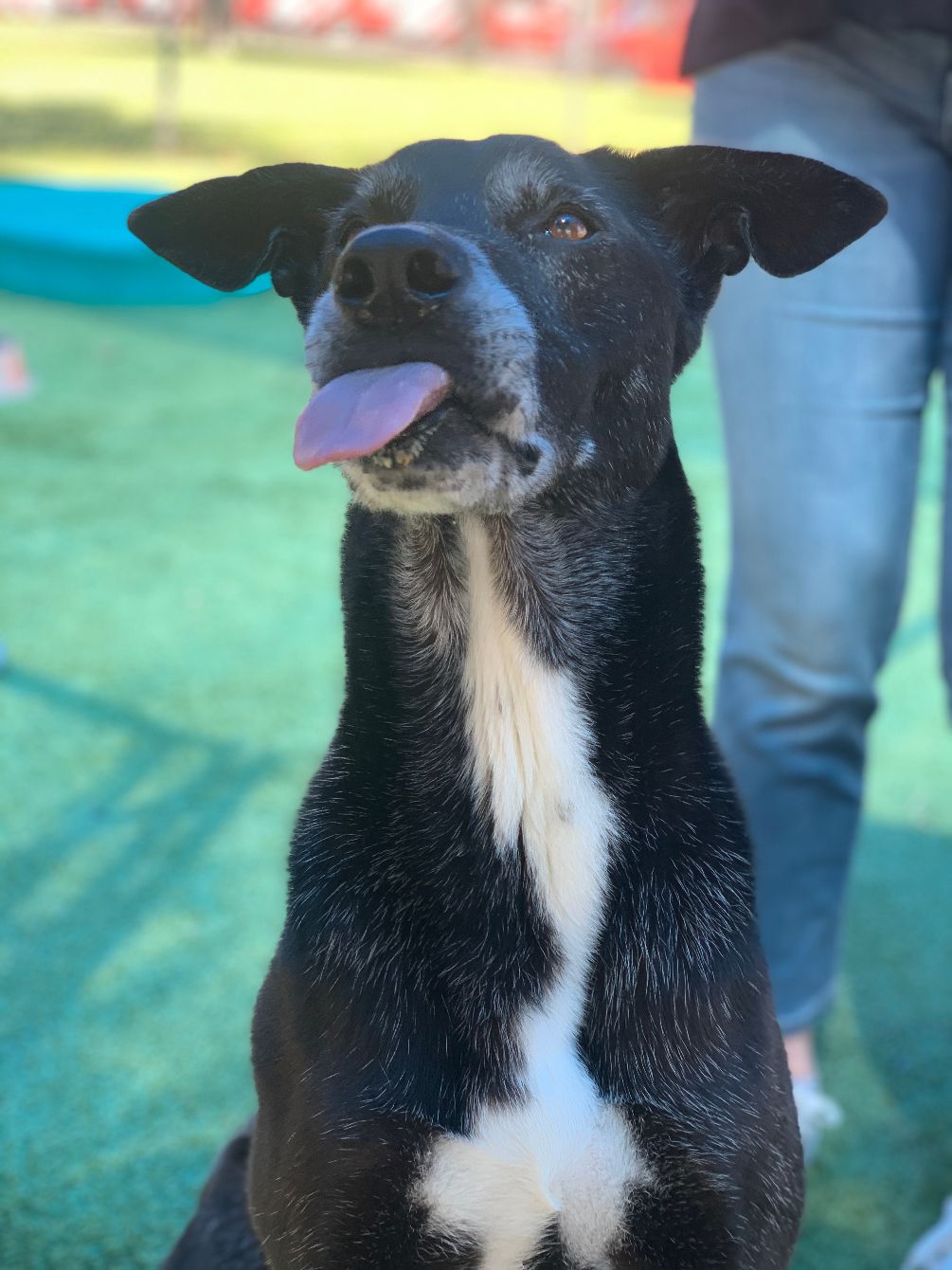 About the Who says your soulmate has to have two legs? campaign on Bonfire 4