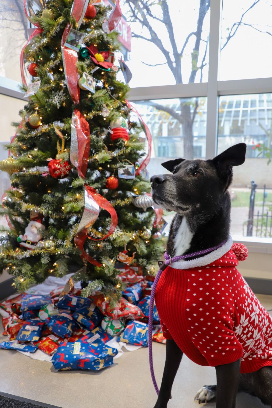 About the Who says your soulmate has to have two legs? campaign on Bonfire 3