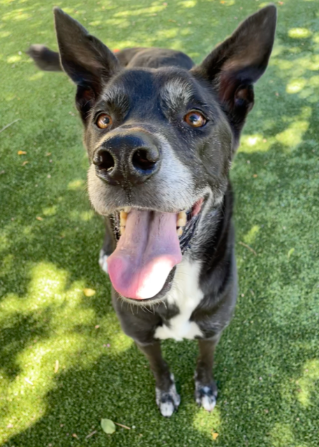 About the Who says your soulmate has to have two legs? campaign on Bonfire 2