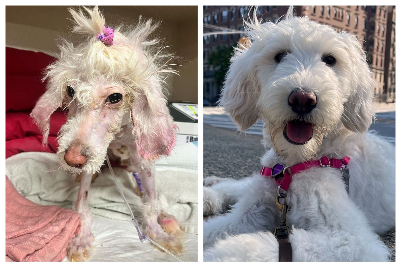 About the Fight Like Junie campaign on Bonfire 1