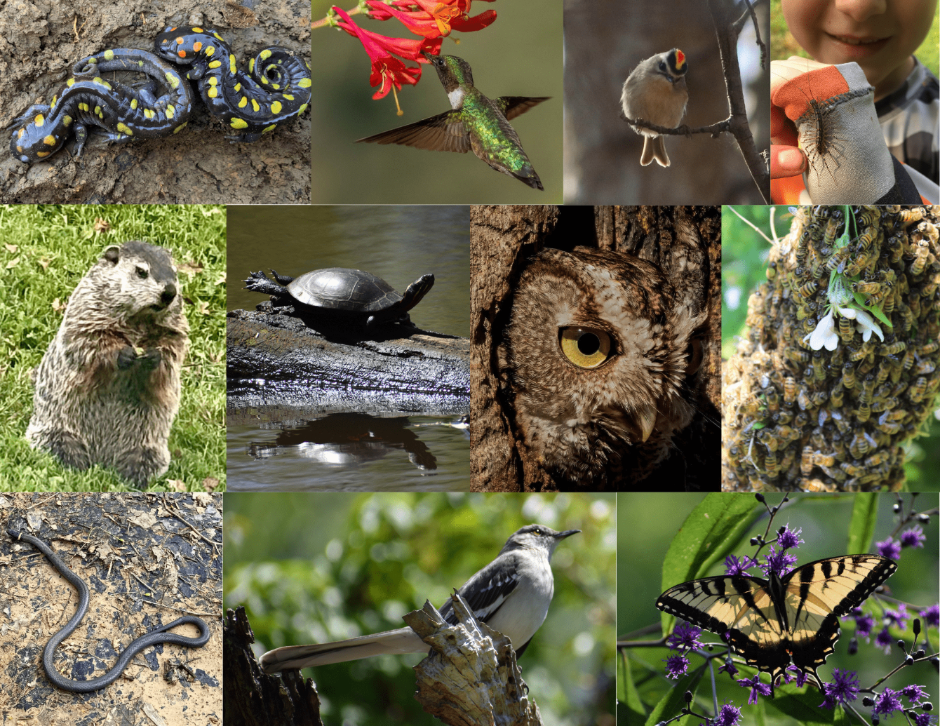 About the Wild Thing campaign on Bonfire 2