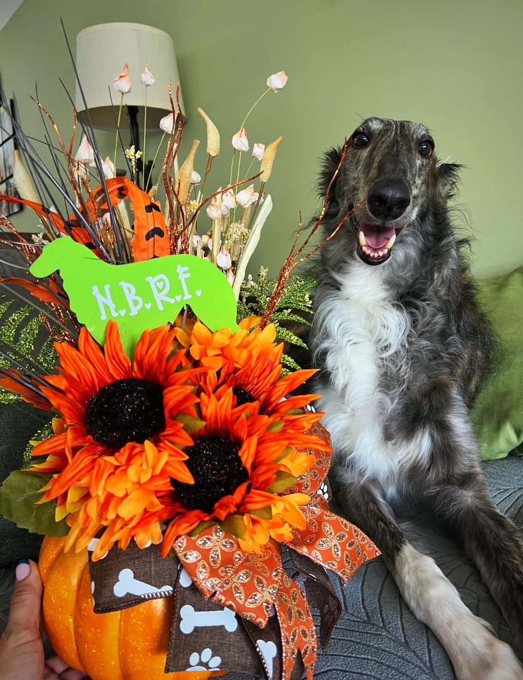 About the Borzoi Life Halloween campaign on Bonfire 2