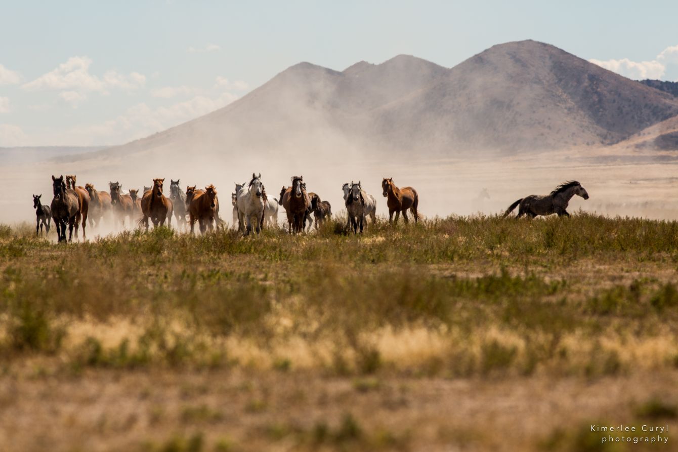 About the Keep Onaqui Wild campaign on Bonfire 2