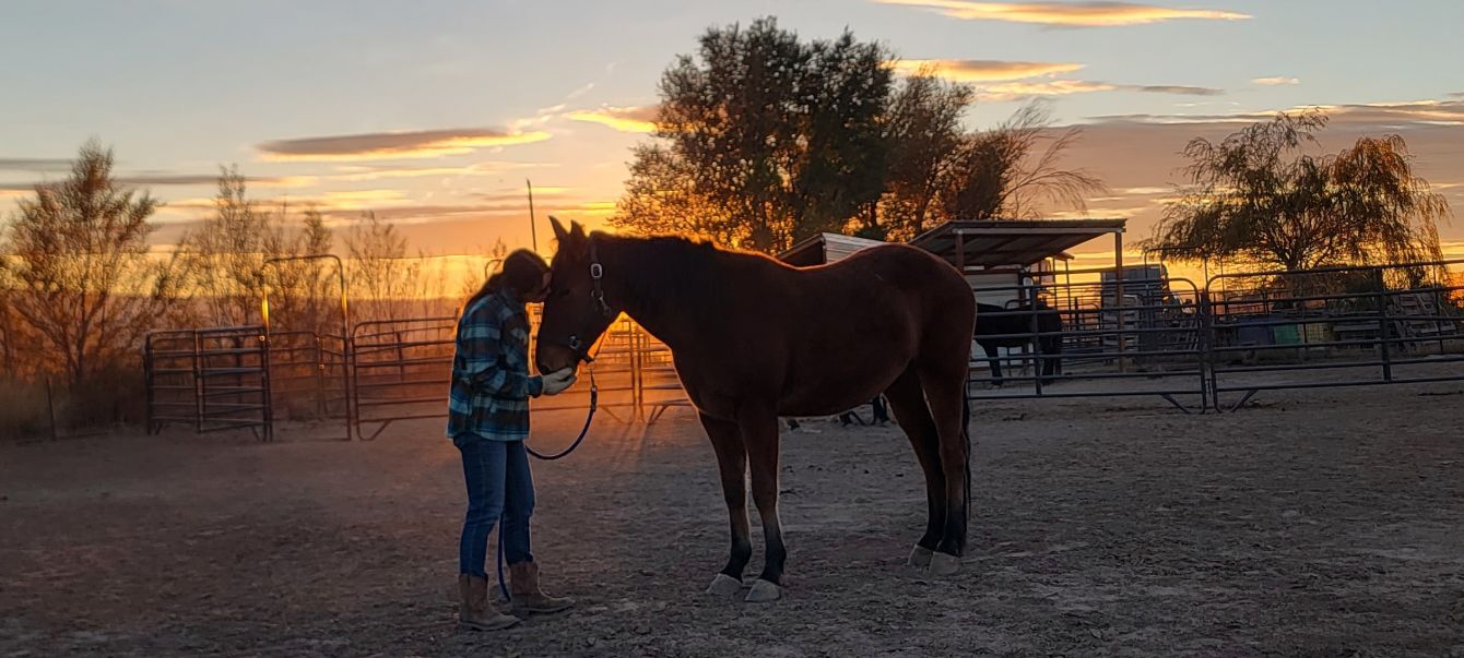 About the Desert Gemini Mustangs campaign on Bonfire 2
