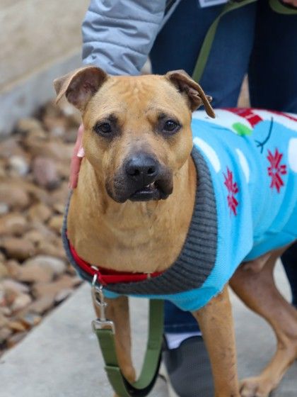 About the Trouble Never Looked So Cute campaign on Bonfire 4