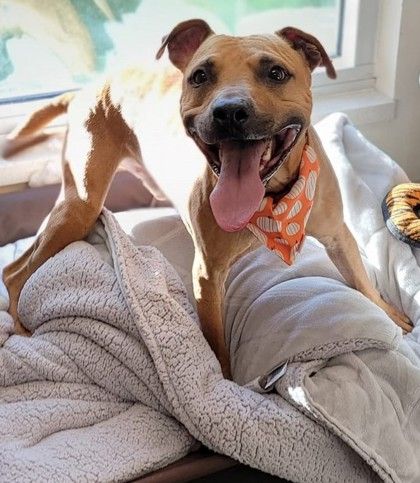 About the Trouble Never Looked So Cute campaign on Bonfire 3