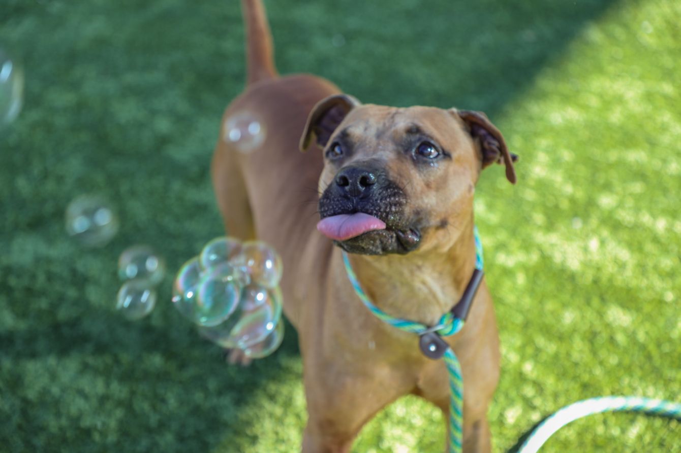 About the Trouble Never Looked So Cute campaign on Bonfire 0