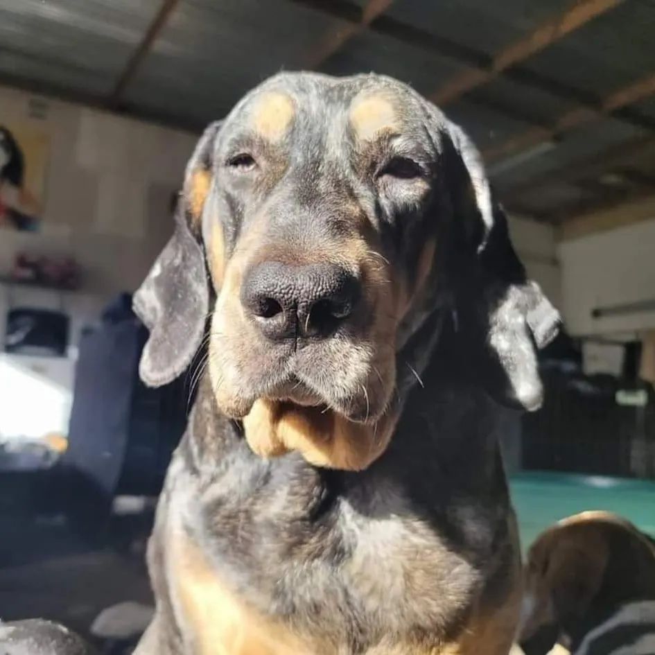 About the Sugar Skull Hailey - Purple Quote campaign on Bonfire 2