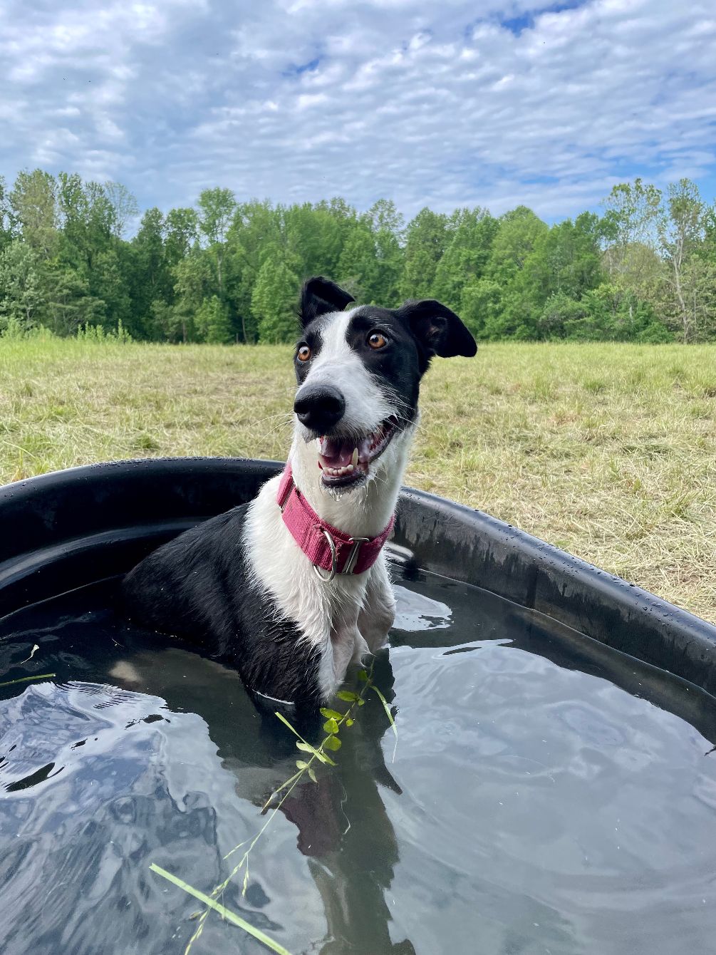 About the New Roots Farm Dogs campaign on Bonfire 2