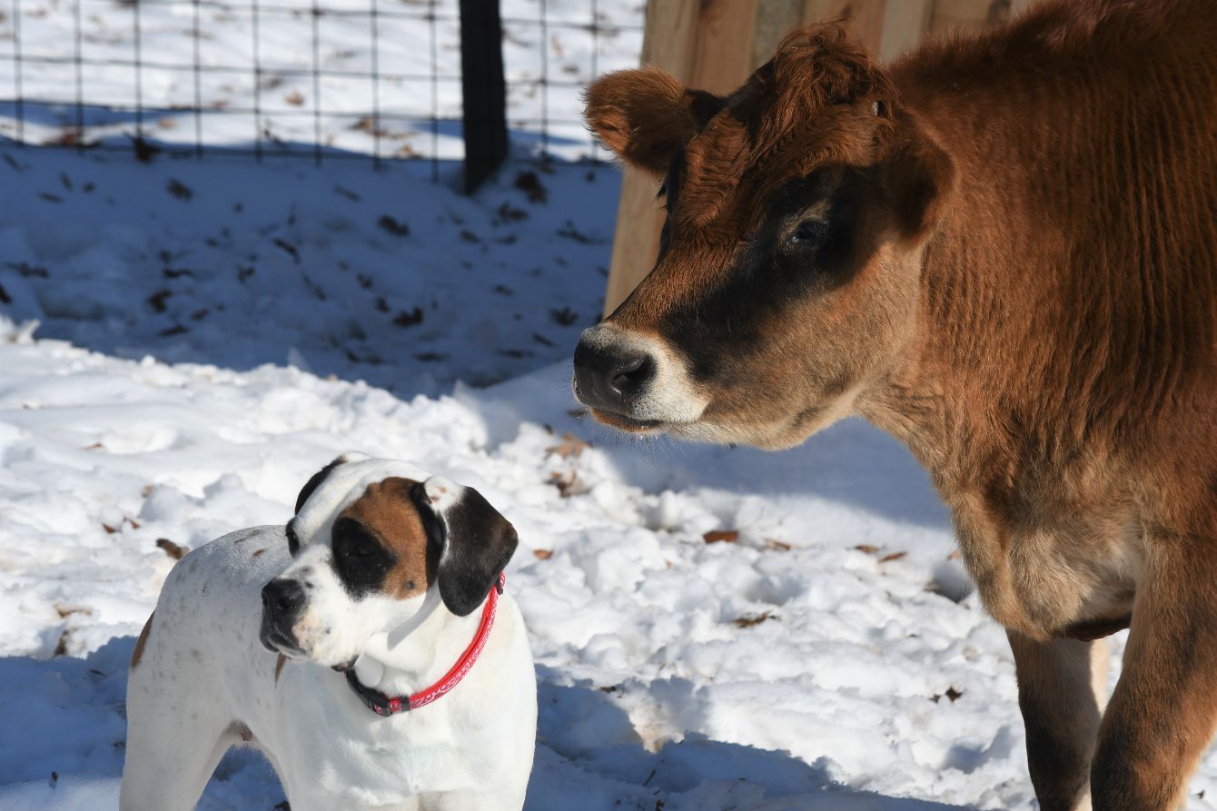 About the Little Buckets Farm Sanctuary Fundraiser campaign on Bonfire 3