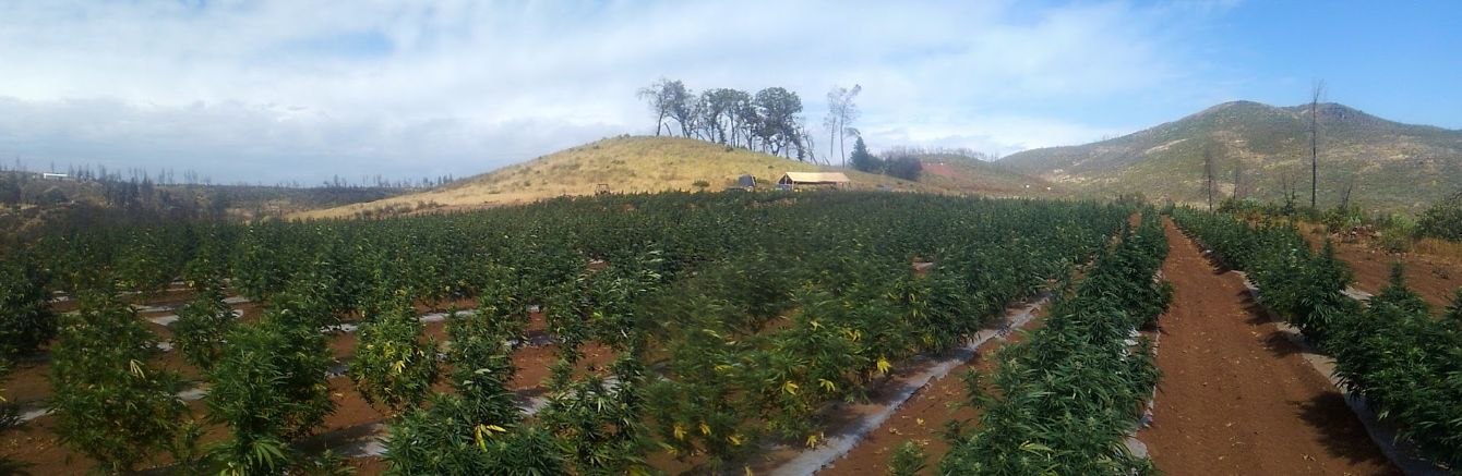 About the Support Small Farms, Not Big Pharma (Flowers) campaign on Bonfire 2