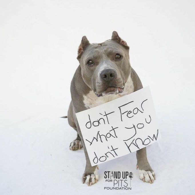 About the ADVOCATE campaign on Bonfire 2