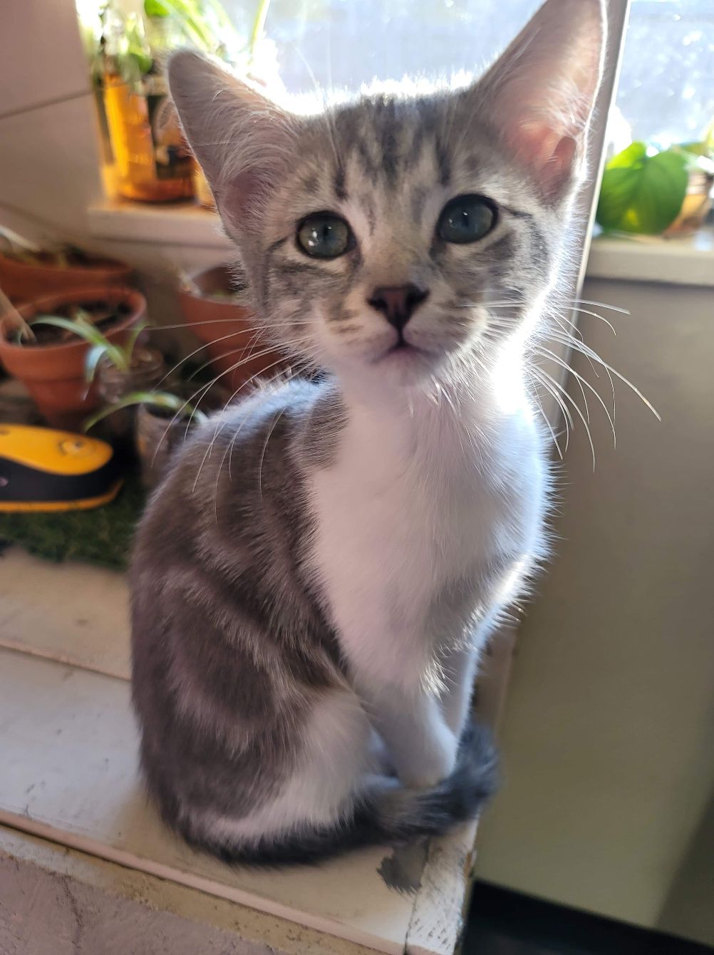 About the SCAR Green Fundraiser campaign on Bonfire 2