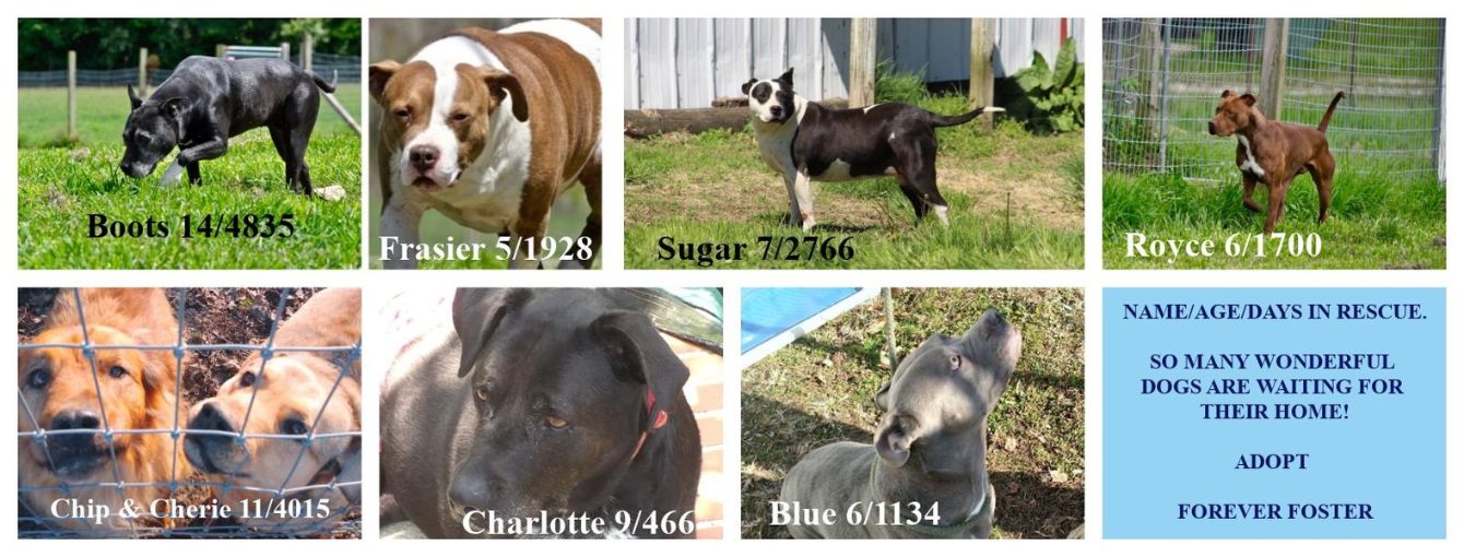 Our Lil' Bit of Heaven Animal Rescue Bonfire