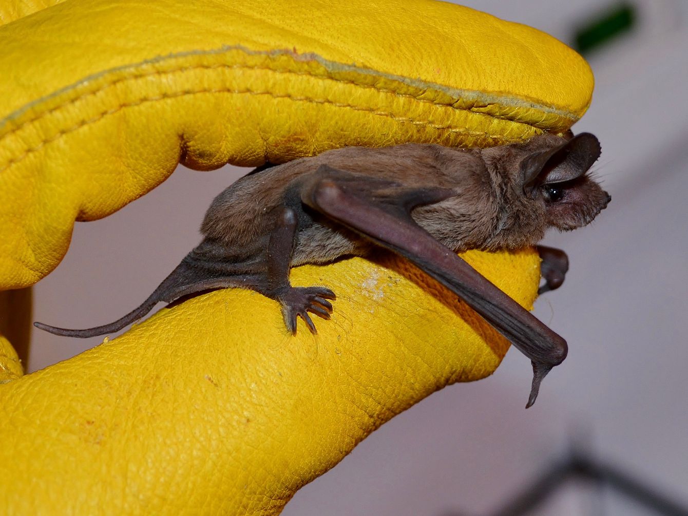 About the Peace to All Bats campaign on Bonfire 3