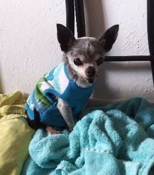 ay chihuahua rescue