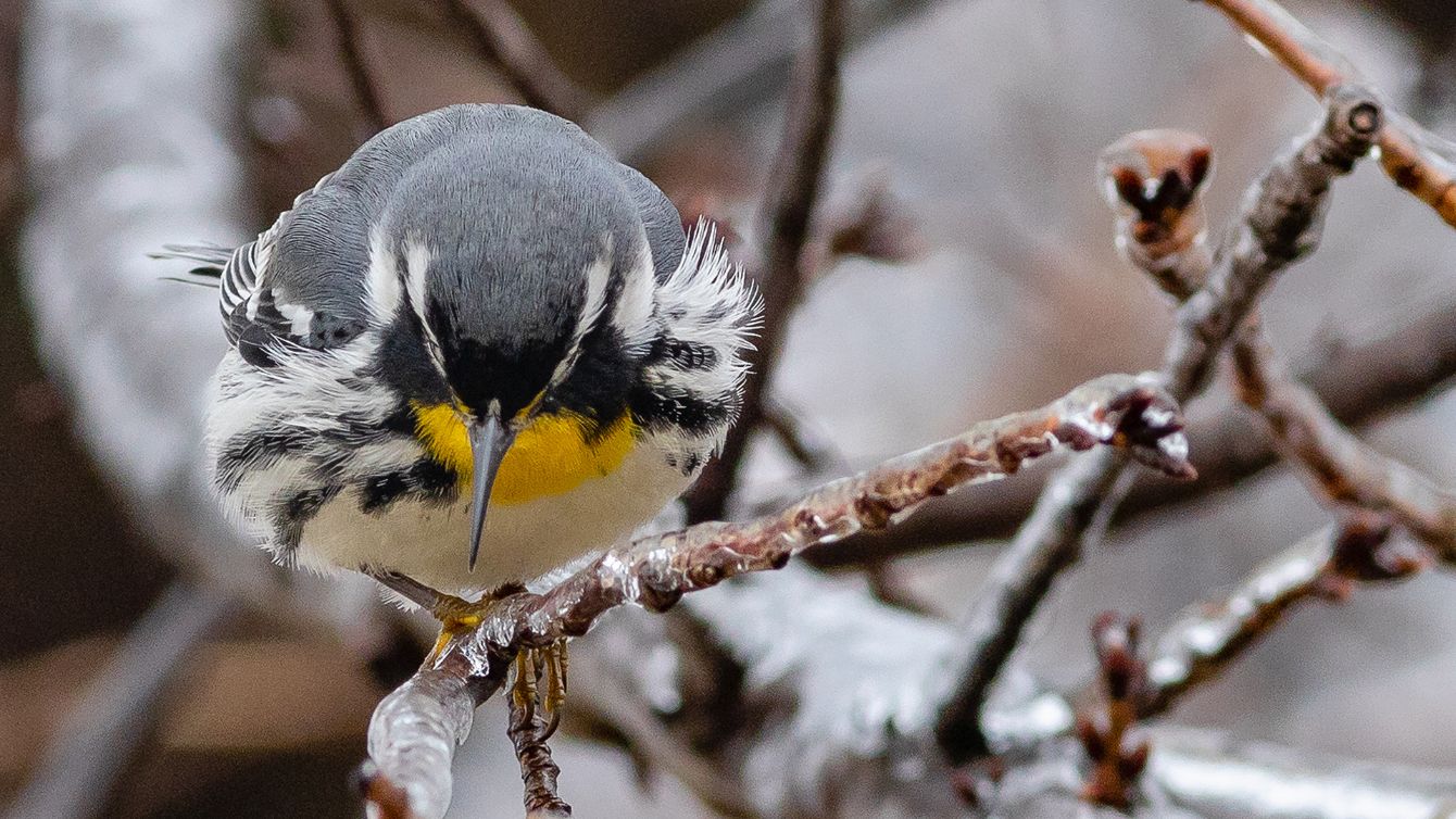 About the YTWA- DC's Winter Sojourner campaign on Bonfire 1